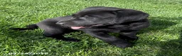 Labrador Retriever dogs for sale: Macy - Ad 1