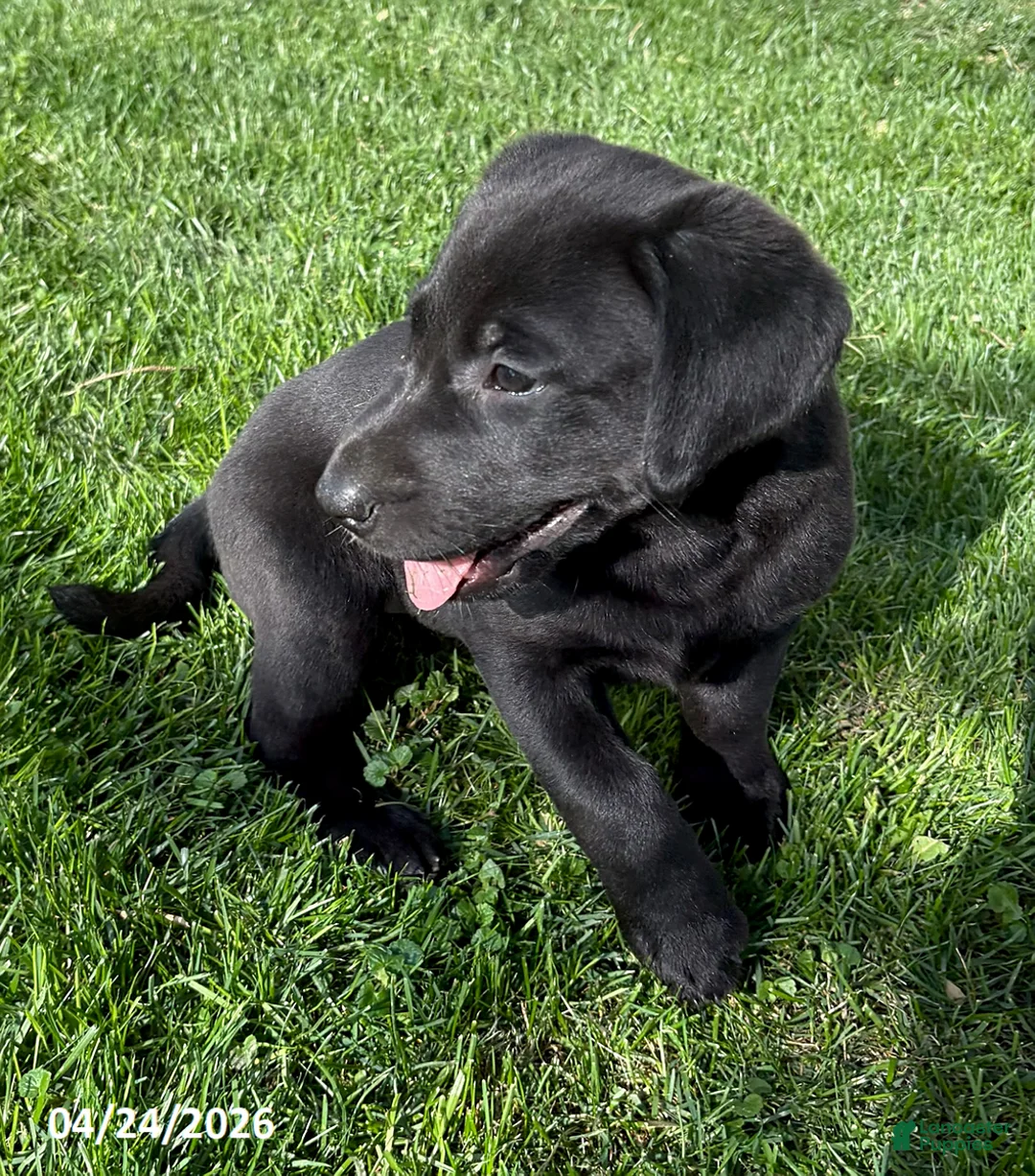Labrador Retriever dogs for sale: Macy - Ad 1