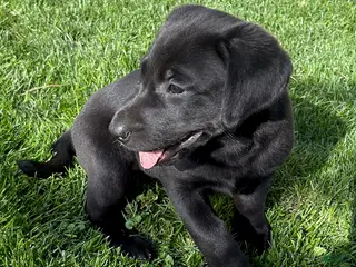 Labrador Retriever dogs for sale: Macy - Ad 2