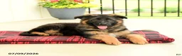 German Shepherd dogs for sale: Rochelle - Ad 3