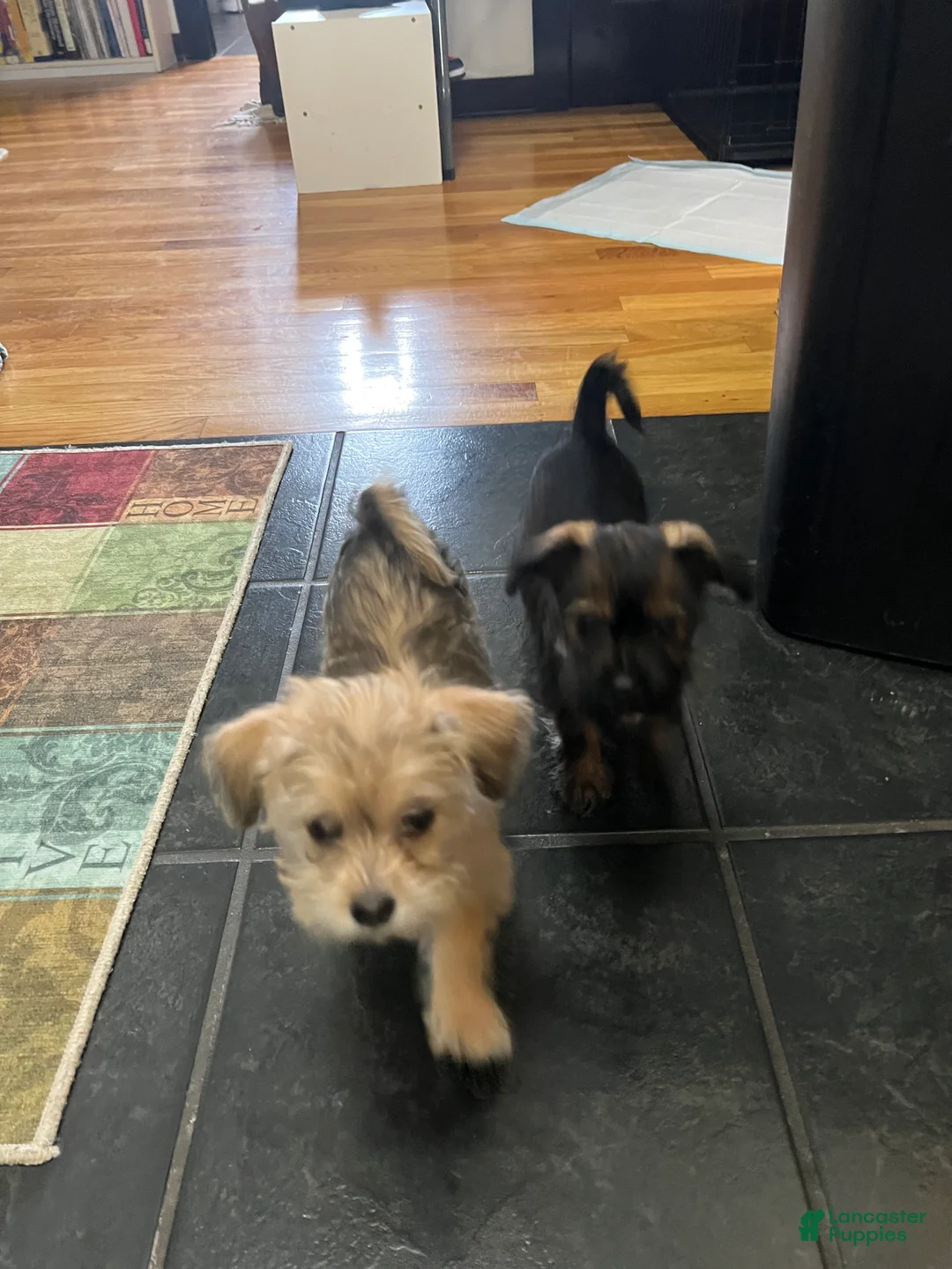 Morkie dogs for sale: Morkie Puppy 1 - Ad 5
