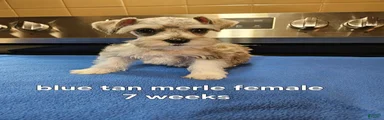 Blue tan merle female blue eye ready to go now!
