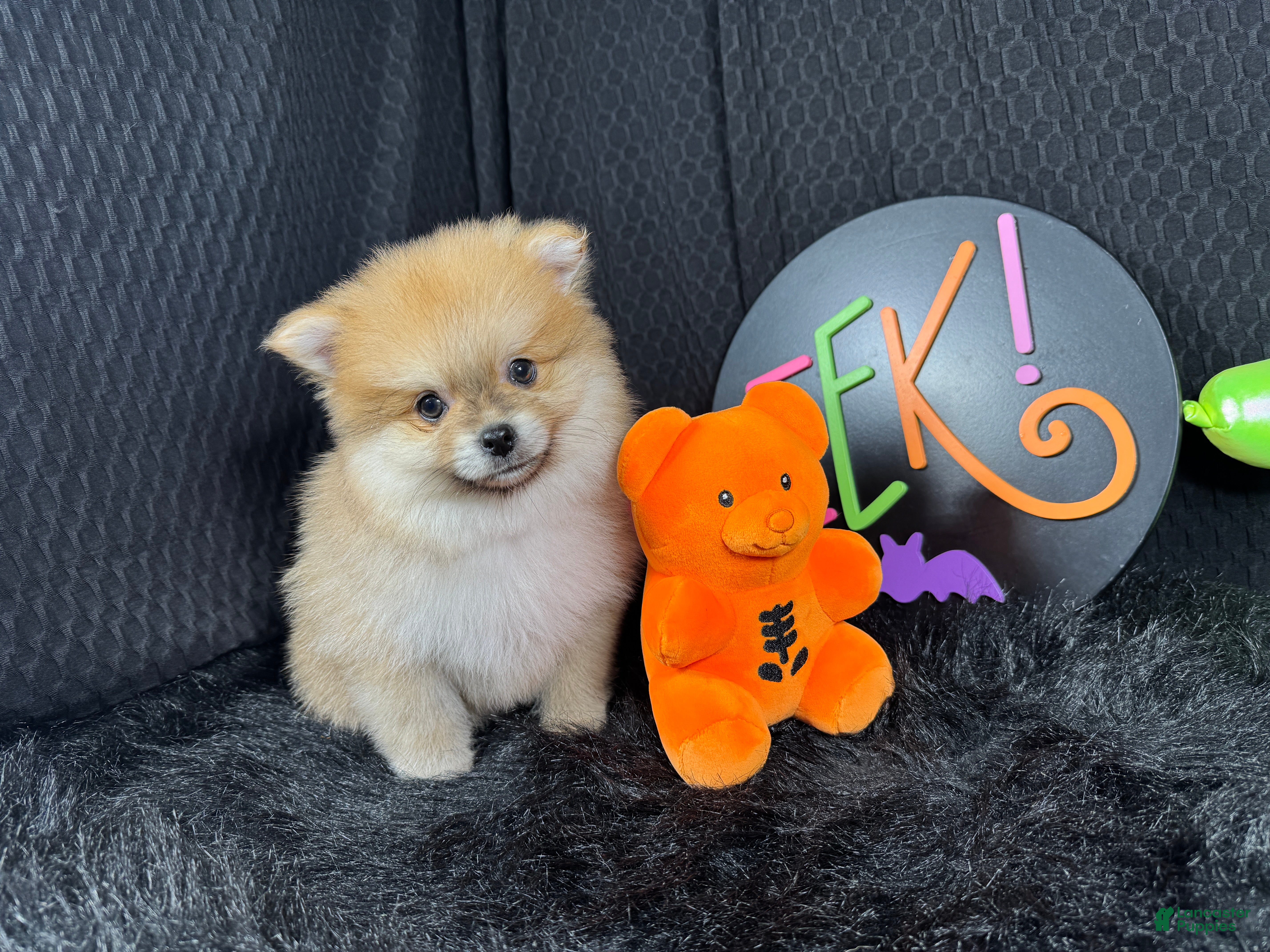 Pomeranian dogs for sale: Pomeranian 1 - Ad 38