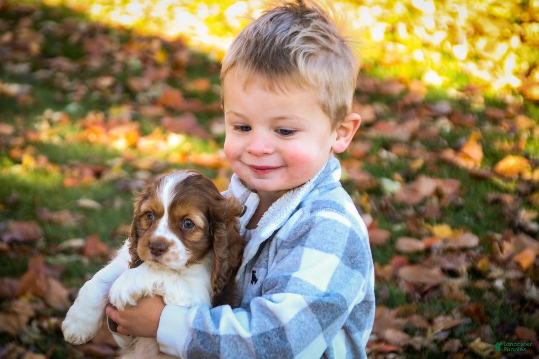 Cocker Spaniel dogs for sale: Everly - Ad 6