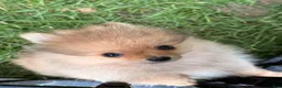 Pomeranian dogs for sale: Tigger - Ad 2