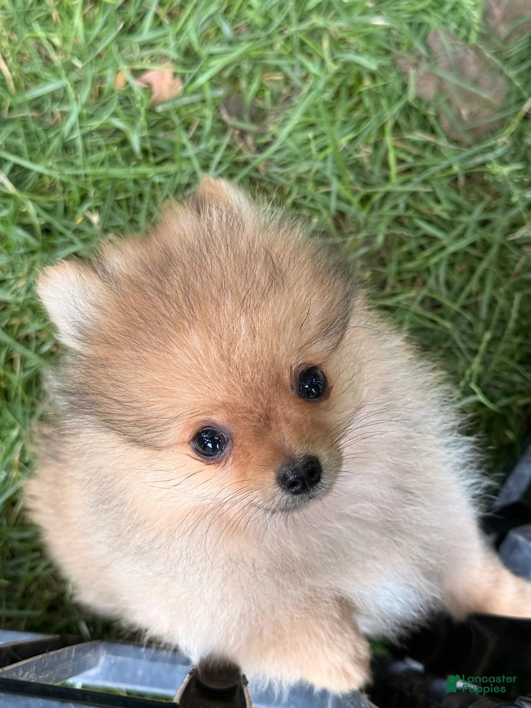 Pomeranian dogs for sale: Tigger - Ad 2