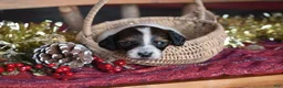 Dachshund dogs for sale: Princess - Ad 6