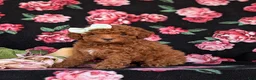 Cockapoo dogs for sale: Jemma Hypoallergenic - Ad 3