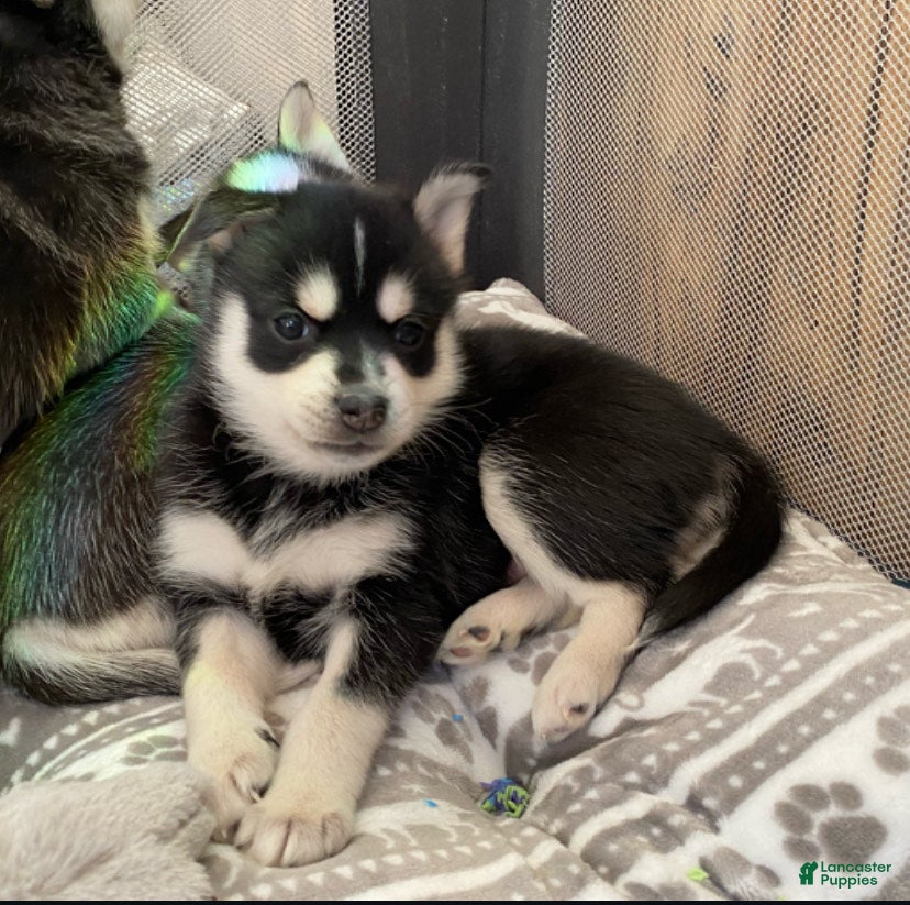 Pomsky dogs Sugar  - Ad 6