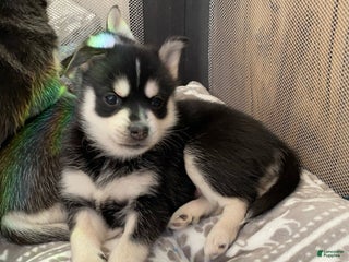 Pomsky dogs Sugar - Ad 1