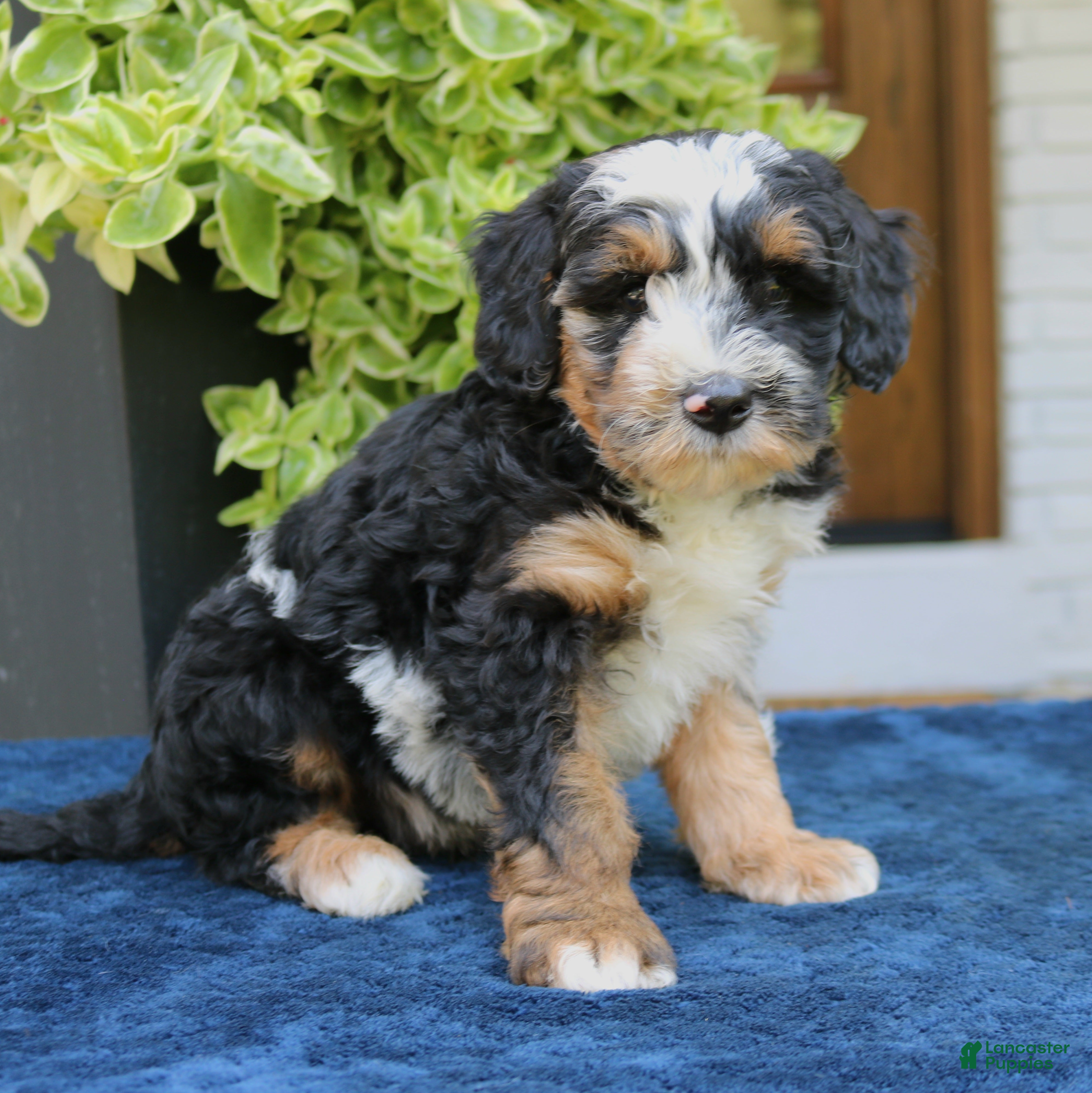 Bernedoodle dogs Earl  - Ad 2