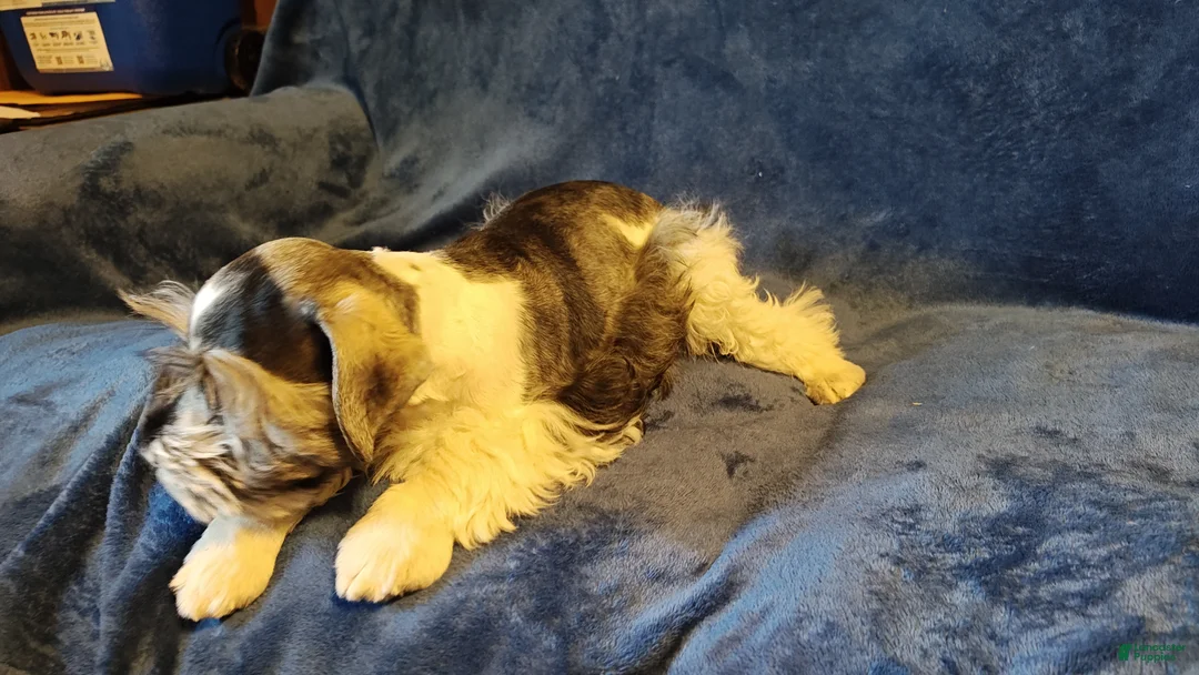 Miniature Schnauzer dogs for sale: Miniature Schnauzer Boy 3 - Ad 2