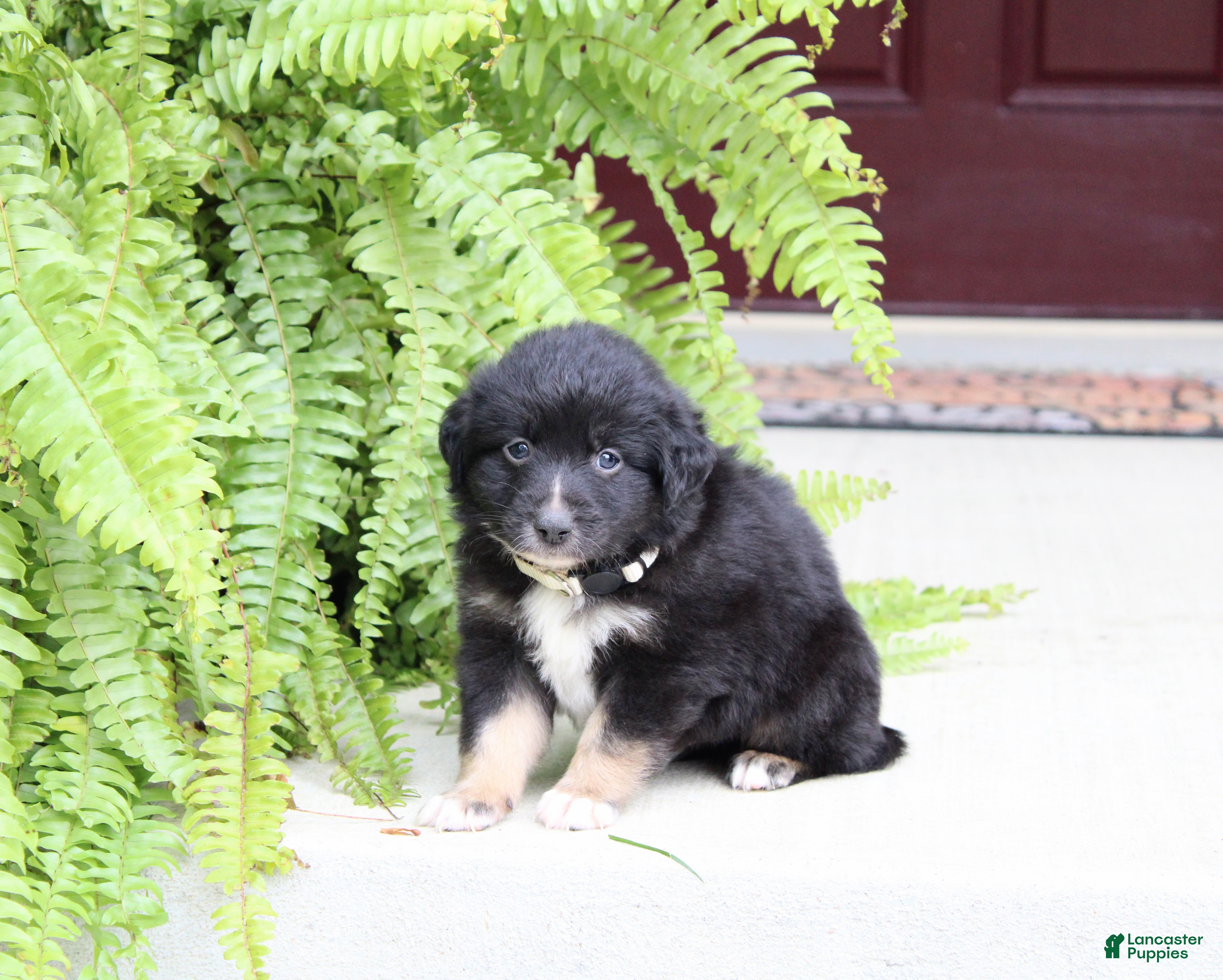 Miniature Australian Shepherd dogs Arrow - Ad 2