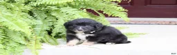 Miniature Australian Shepherd dogs for sale: Arrow - Ad 2