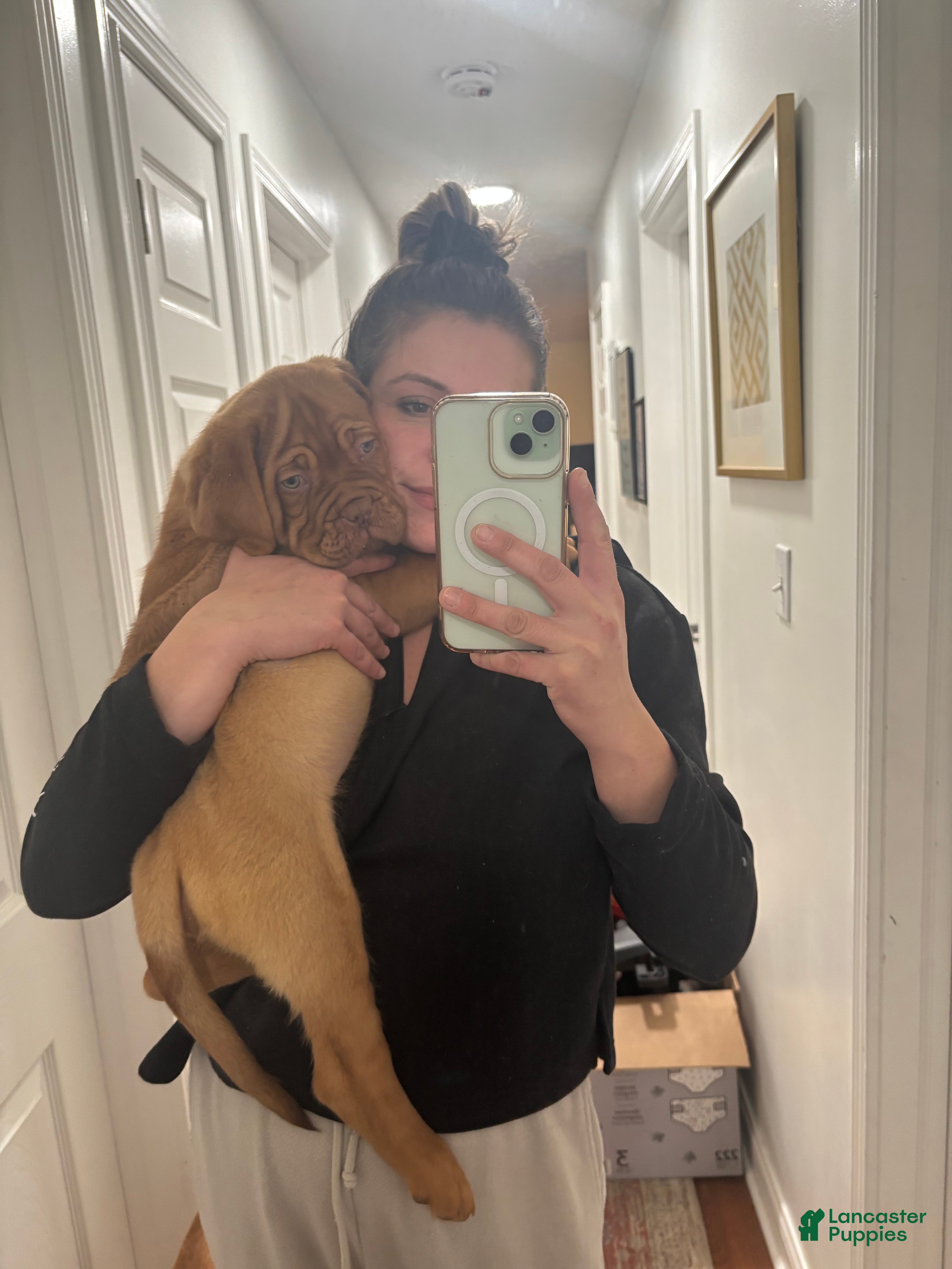 Dogue De Bordeaux dogs Dogue De Bordeaux Puppy  - Ad 1