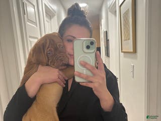 Dogue De Bordeaux dogs Dogue De Bordeaux Puppy - Ad 1