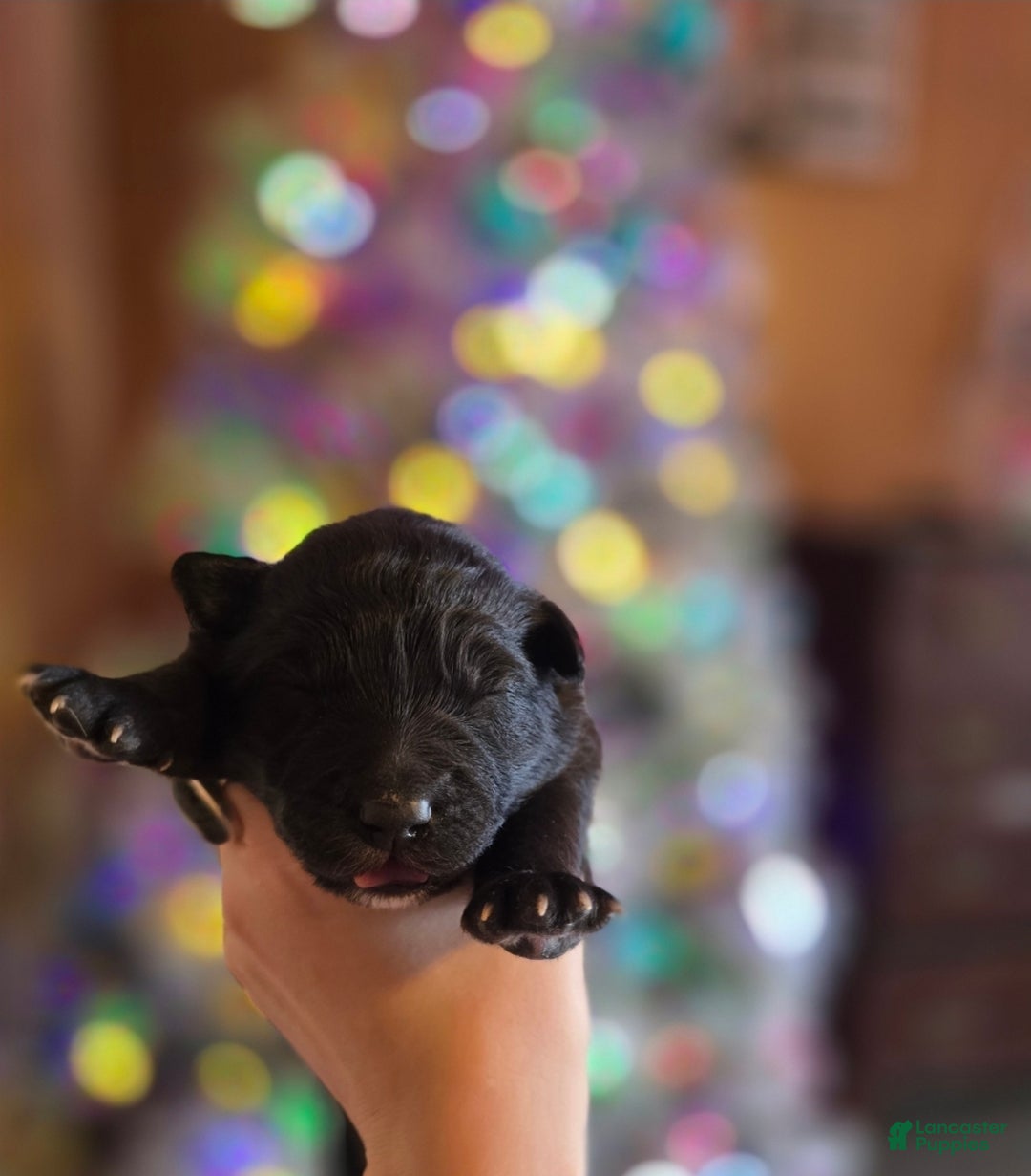 Mixed Breed dogs for sale: Stardust - Ad 2