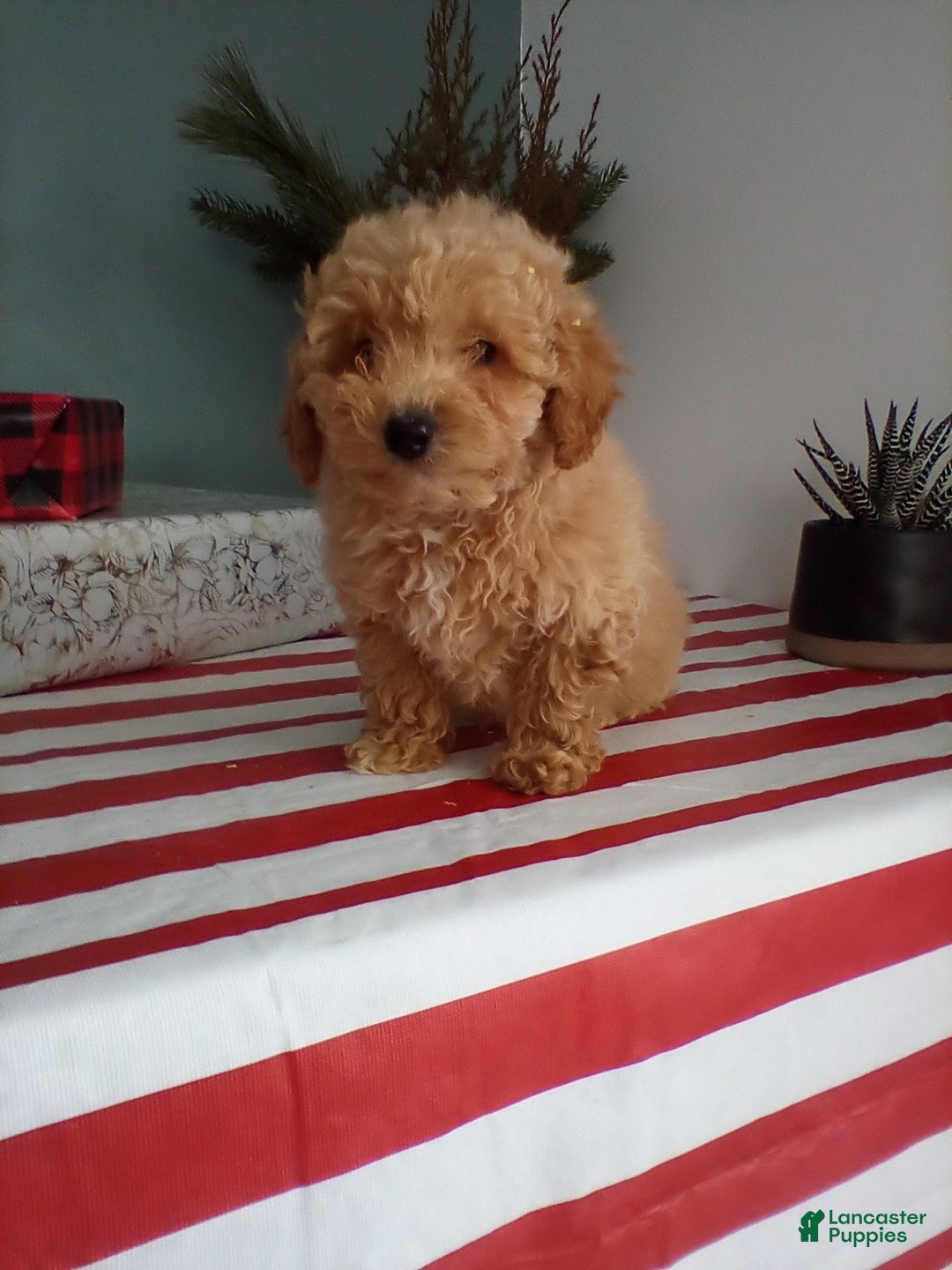 Miniature Poodle dogs for sale: Max - Ad 2