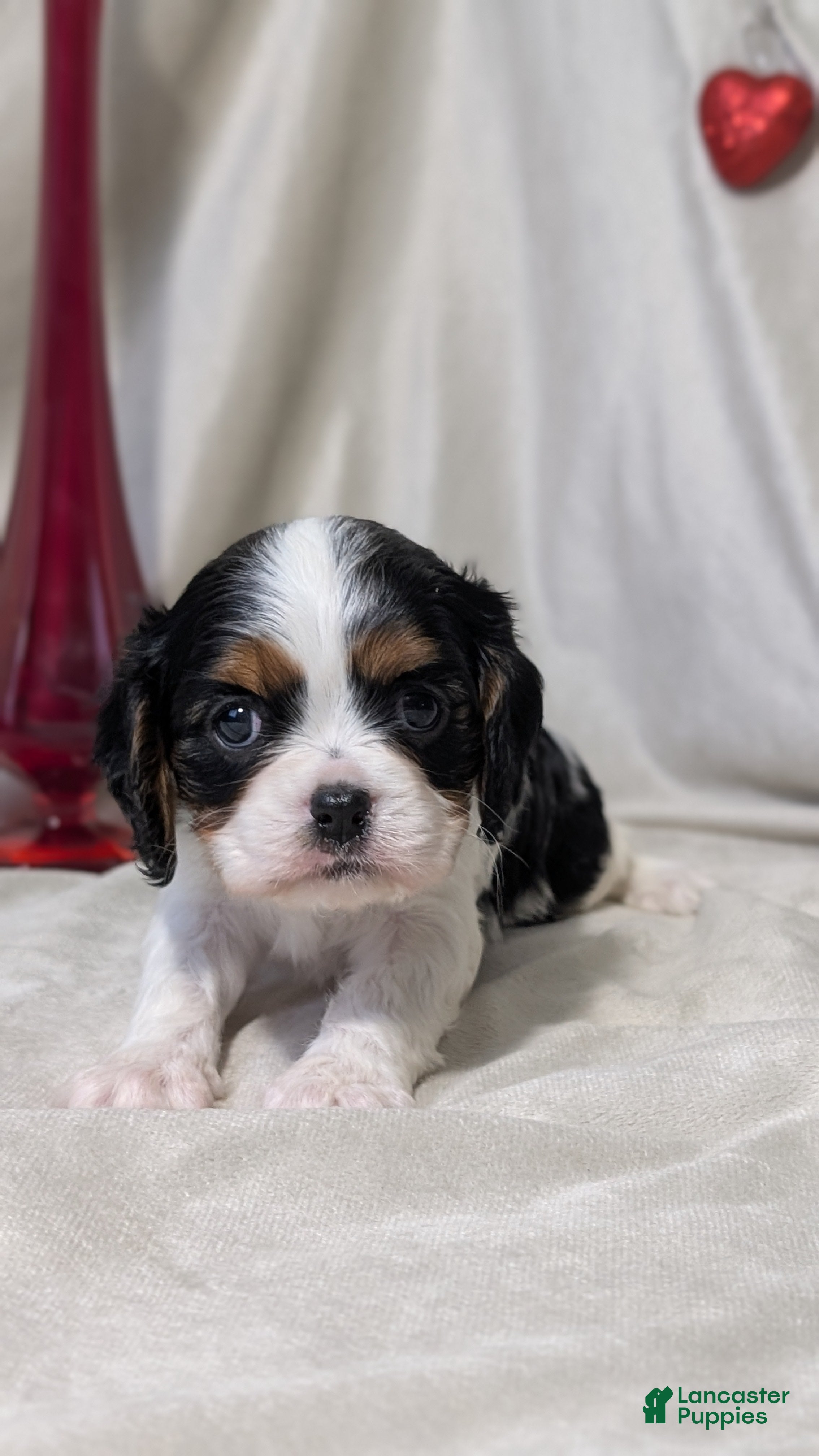 Cavalier King Charles Spaniel dogs Ruby - Ad 4