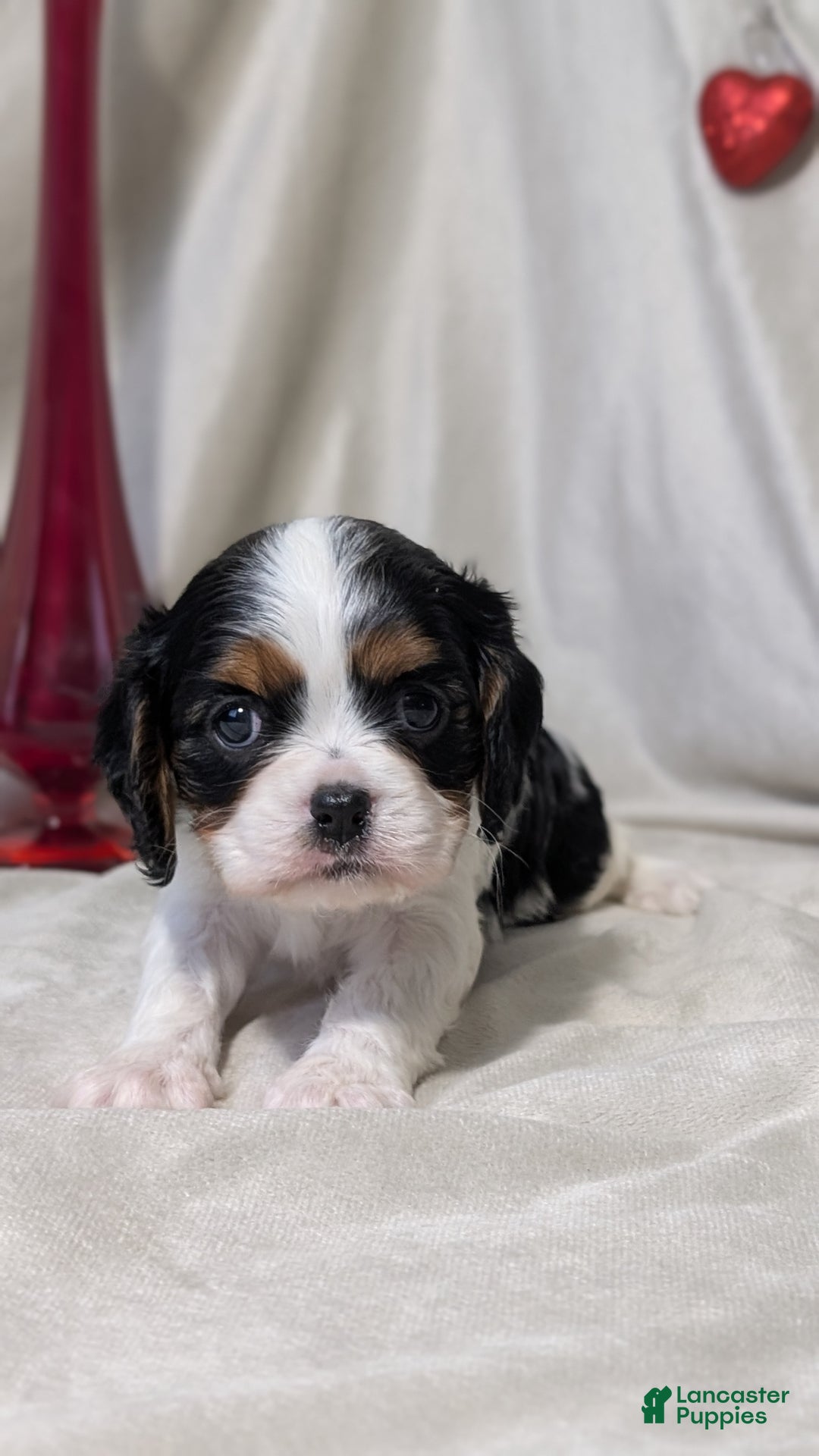Cavalier King Charles Spaniel dogs for sale: Ruby - Ad 4