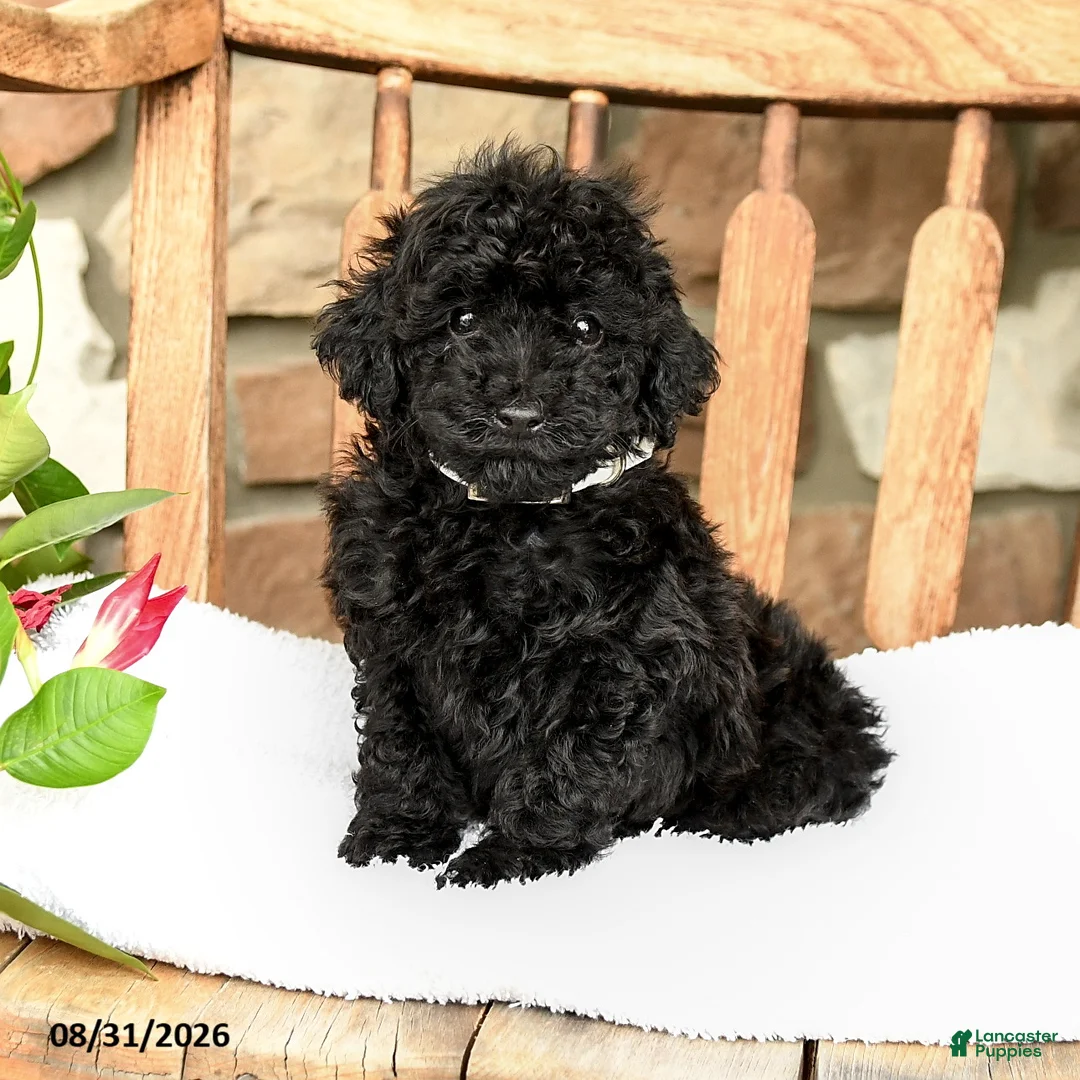 Havapoo dogs for sale: Peatrie - Ad 1