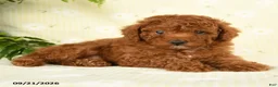 Toy Poodle dogs for sale: Jason - Ad 5