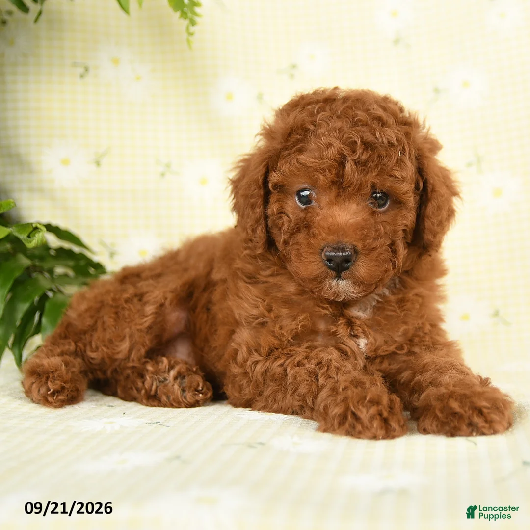 Toy Poodle dogs for sale: Jason - Ad 5