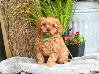 Cavapoo dogs for sale: Michelle - Ad 2