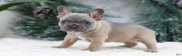 French Bulldog dogs for sale: Hailey - Ad 2