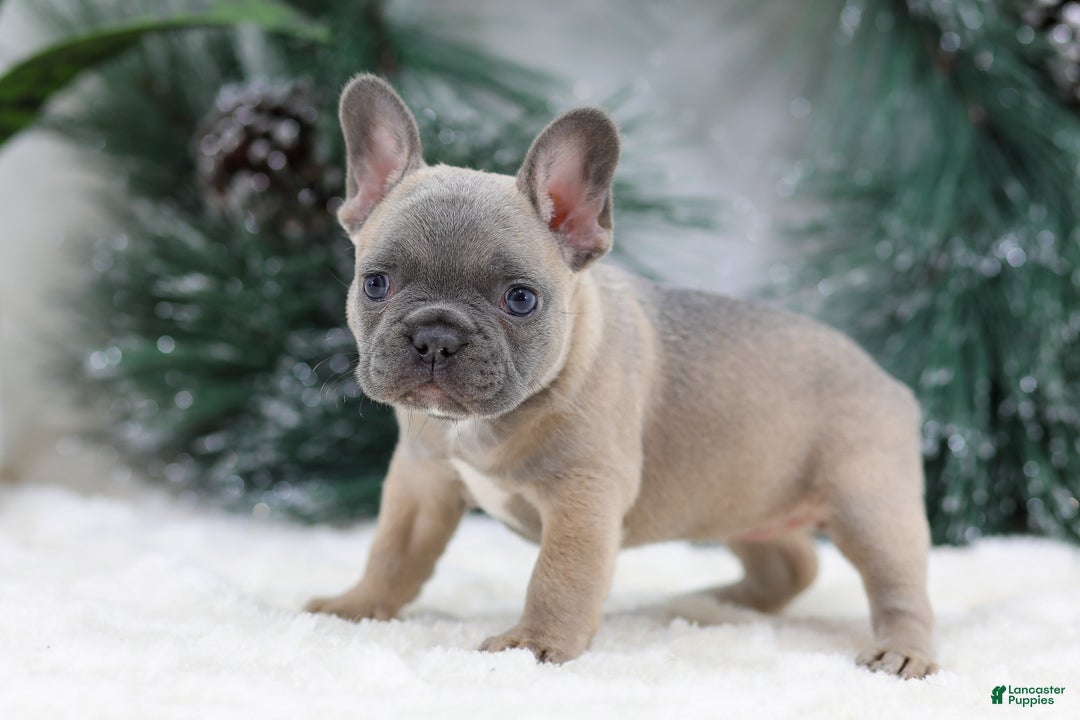 French Bulldog dogs for sale: Hailey - Ad 2