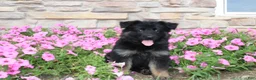 German Shepherd dogs for sale: Hope - Ad 1