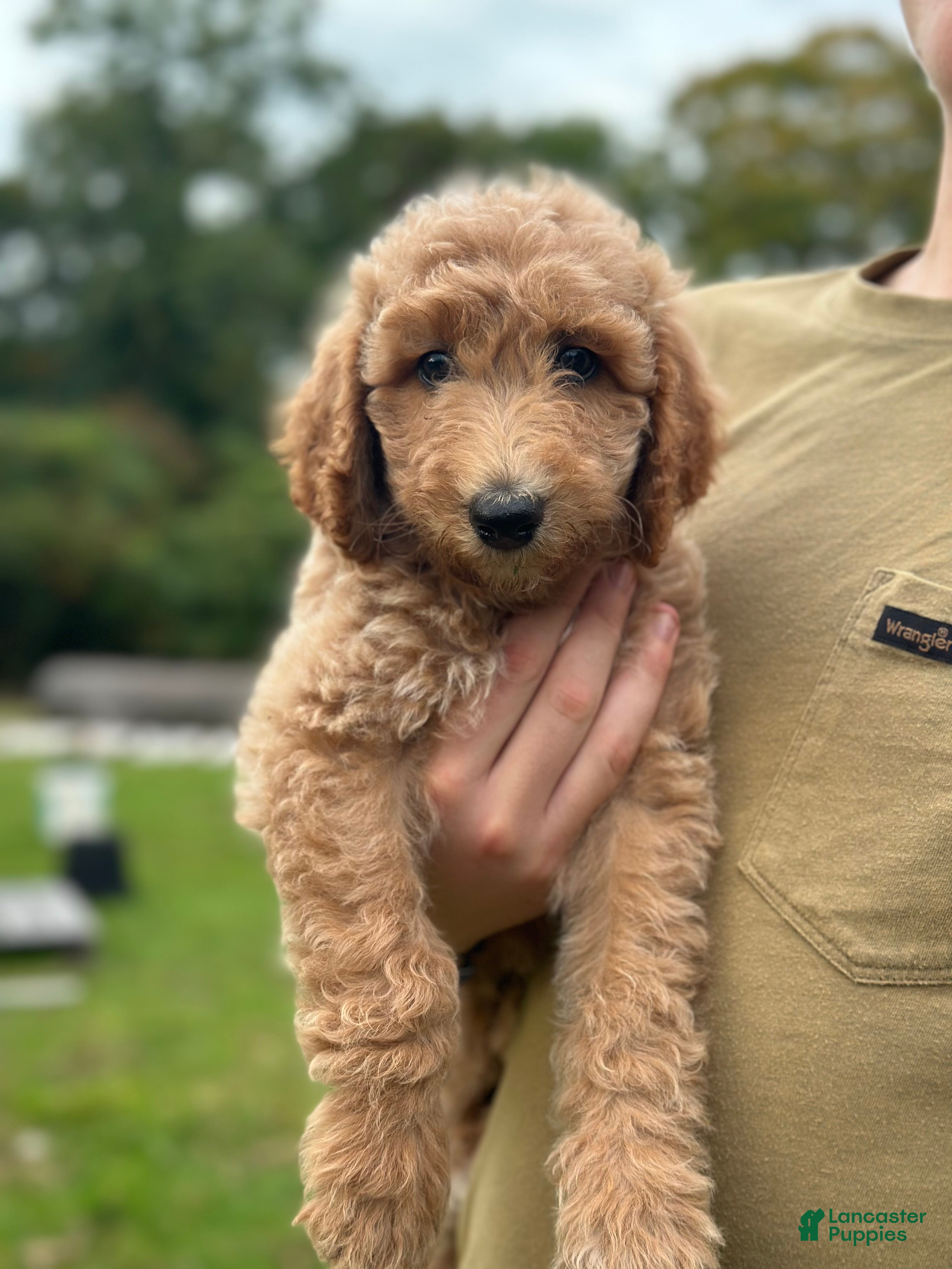 Standard Poodle