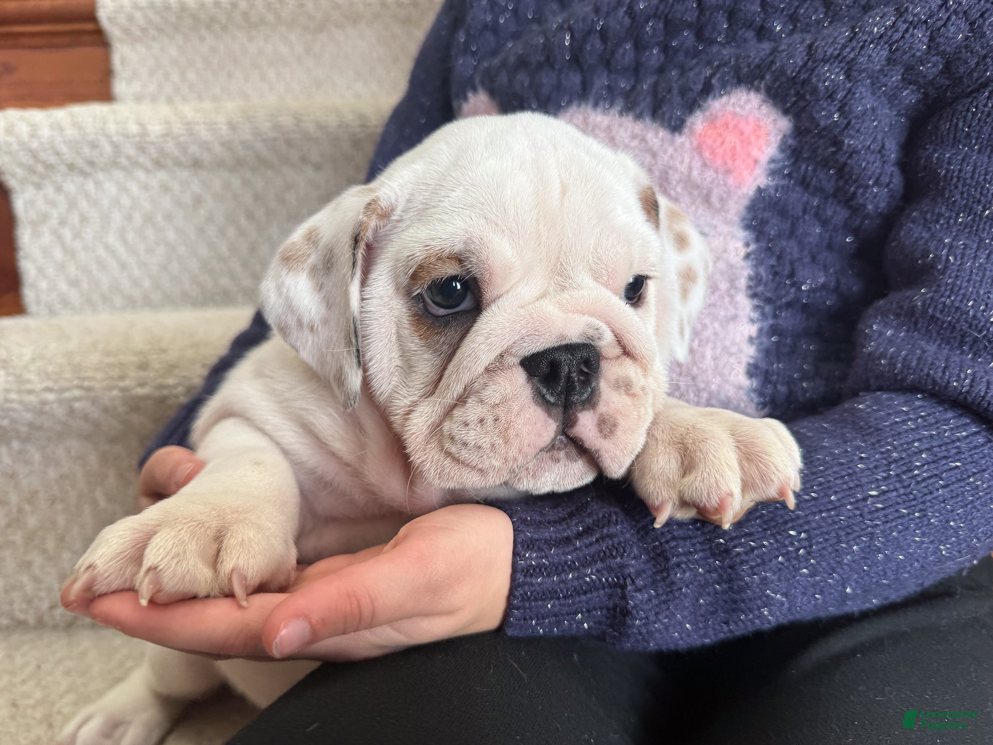 English Bulldog dogs Penelope - Ad 1