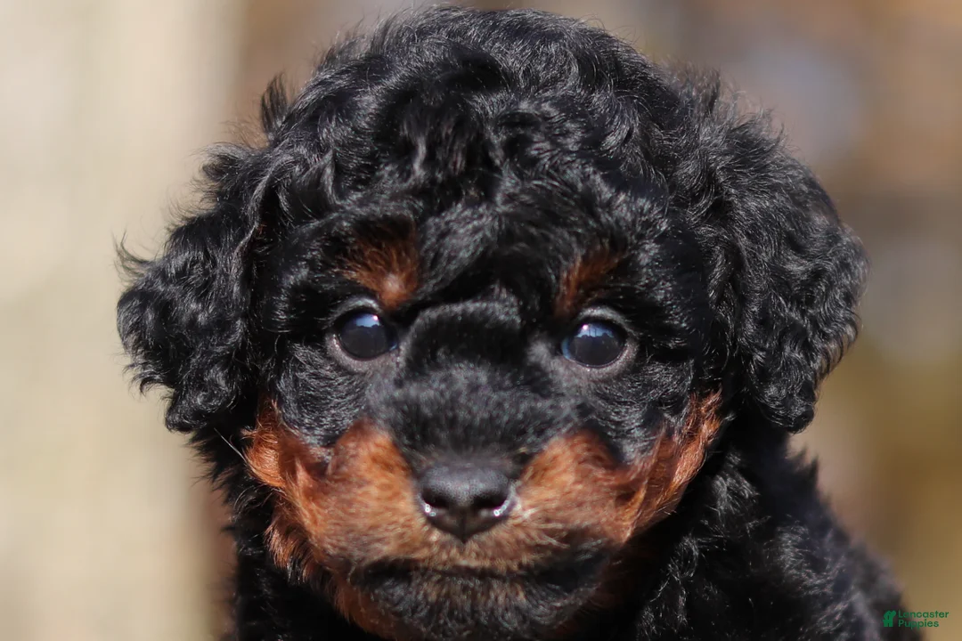 Miniature Poodle dogs for sale: Carson (AKC) - Ad 1