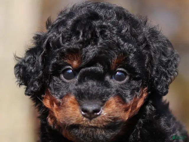 Miniature Poodle dogs for sale: Carson (AKC) - Ad 1