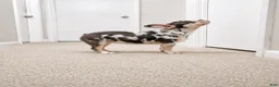 French Bulldog dogs for sale: French Bulldog 1 - Ad 3