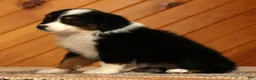 Australian Shepherd dogs for sale: Tammy - Ad 3
