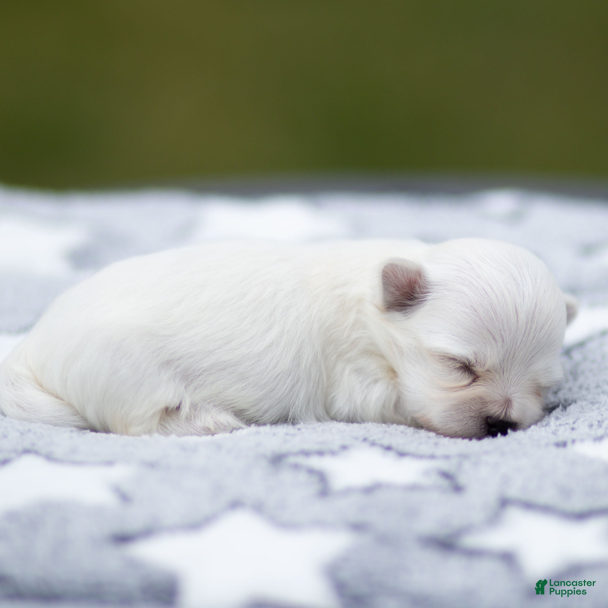 Maltese dogs Adam Maltese Puppy - Ad 2