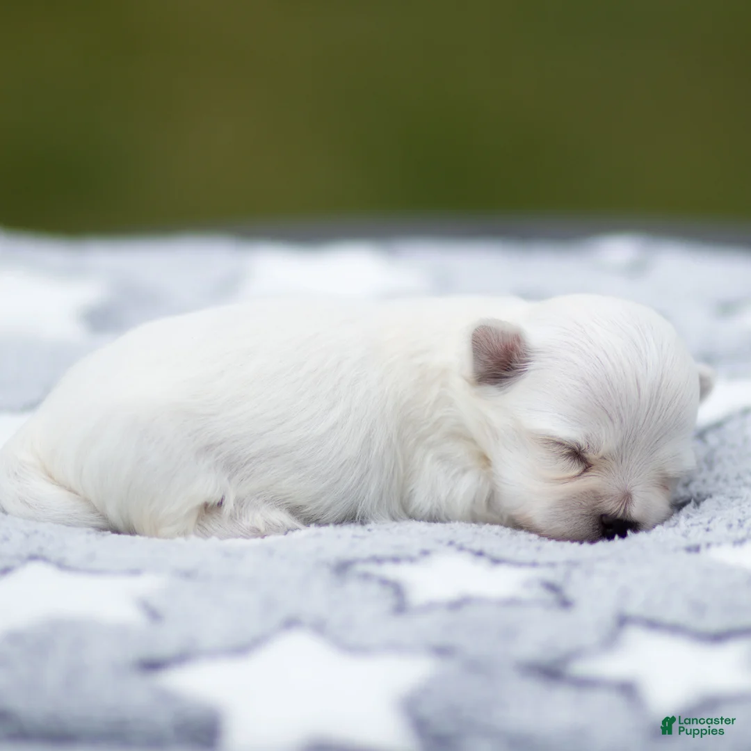 Maltese dogs for sale: Adam Maltese Puppy - Ad 2