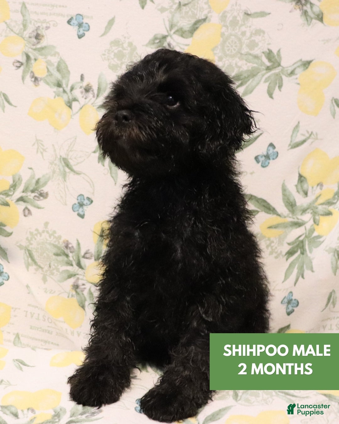 Shihpoo dogs Shihpoo 1 - "Puma" - Ad 14