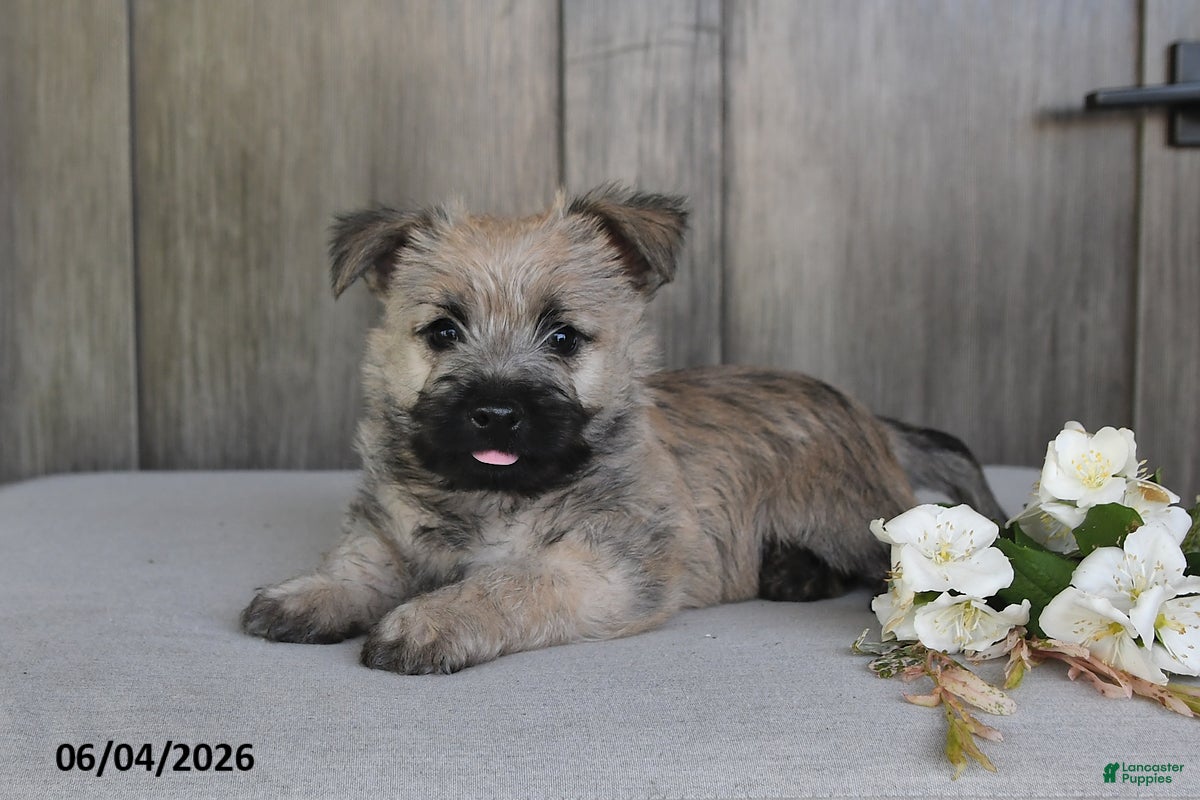 Cairn Terrier dogs Jasper - Ad 2