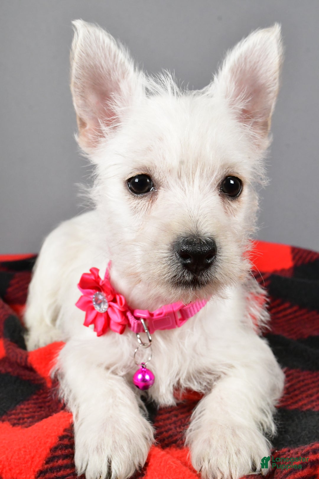 West Highland Terrier dogs for sale: Star - Ad 9