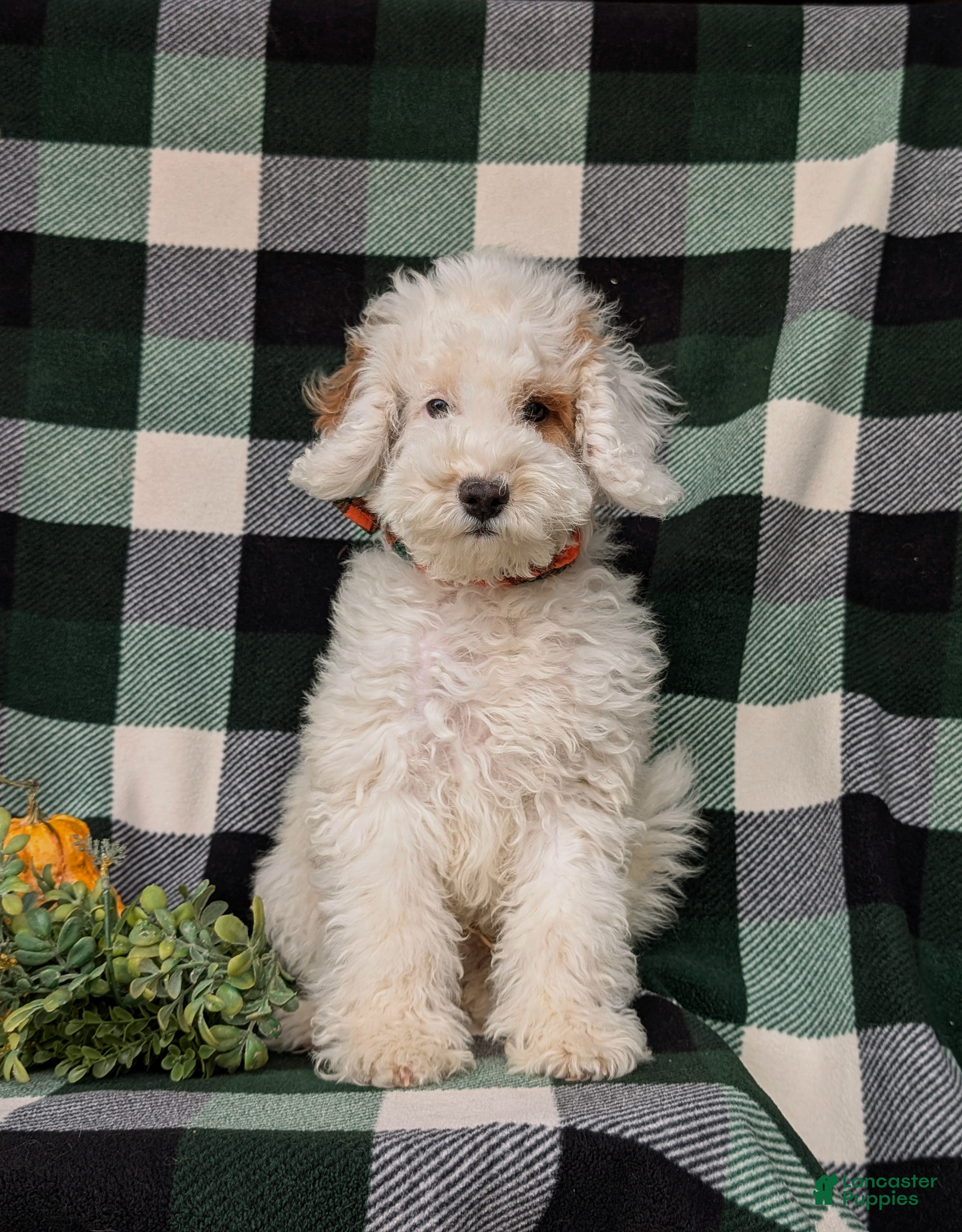 Cockapoo dogs Bronson Hypoallergenic - Ad 1