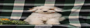 Bronson Hypoallergenic