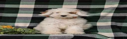 Cockapoo dogs for sale: Bronson Hypoallergenic - Ad 1