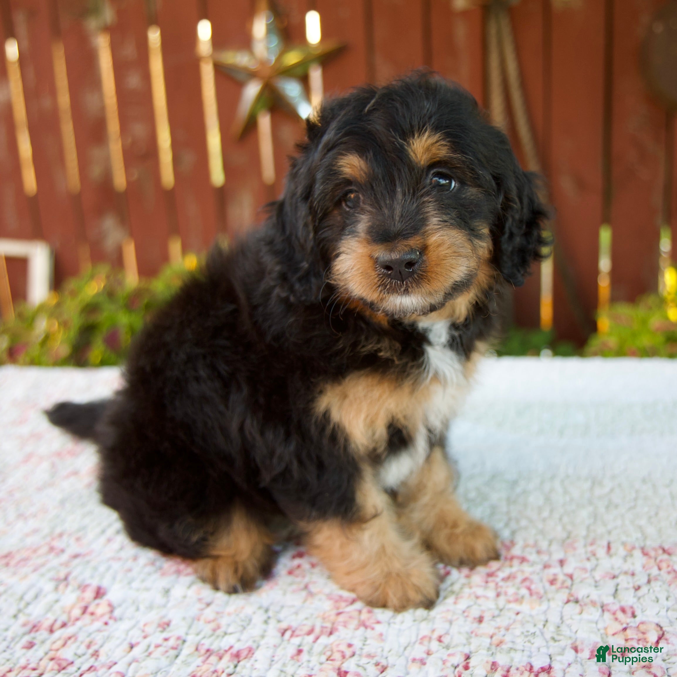 Mini Bernedoodle dogs Noelle - Ad 2