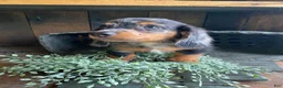 Miniature Dachshund dogs for sale: Bonnie - Ad 7