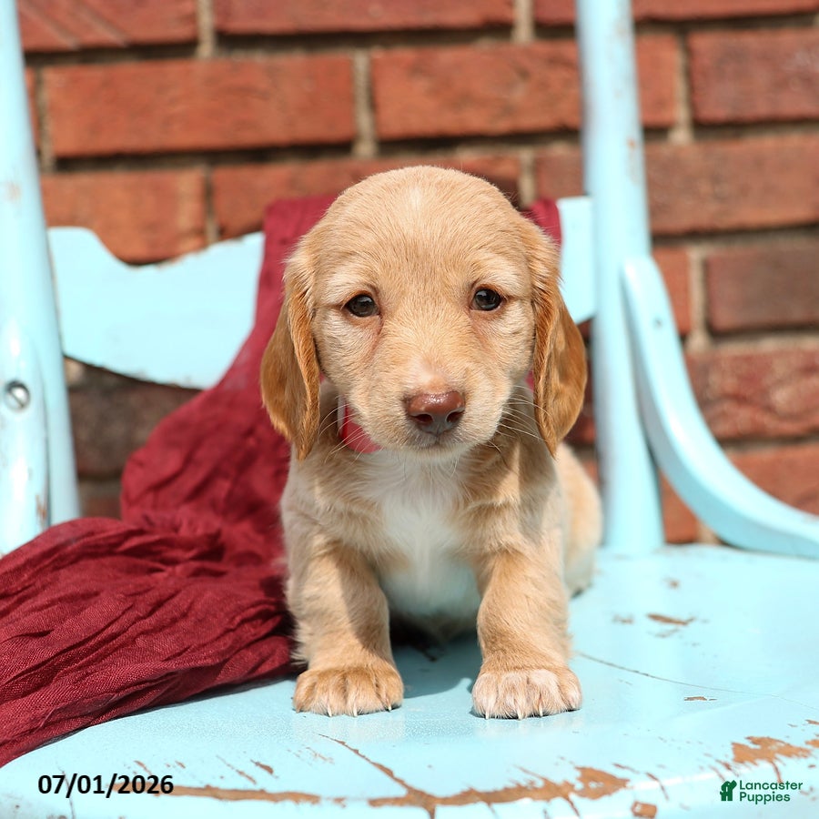 Miniature Dachshund dogs Lars - Ad 1