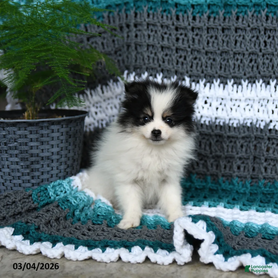 Pomeranian dogs for sale: Romeo - Ad 3