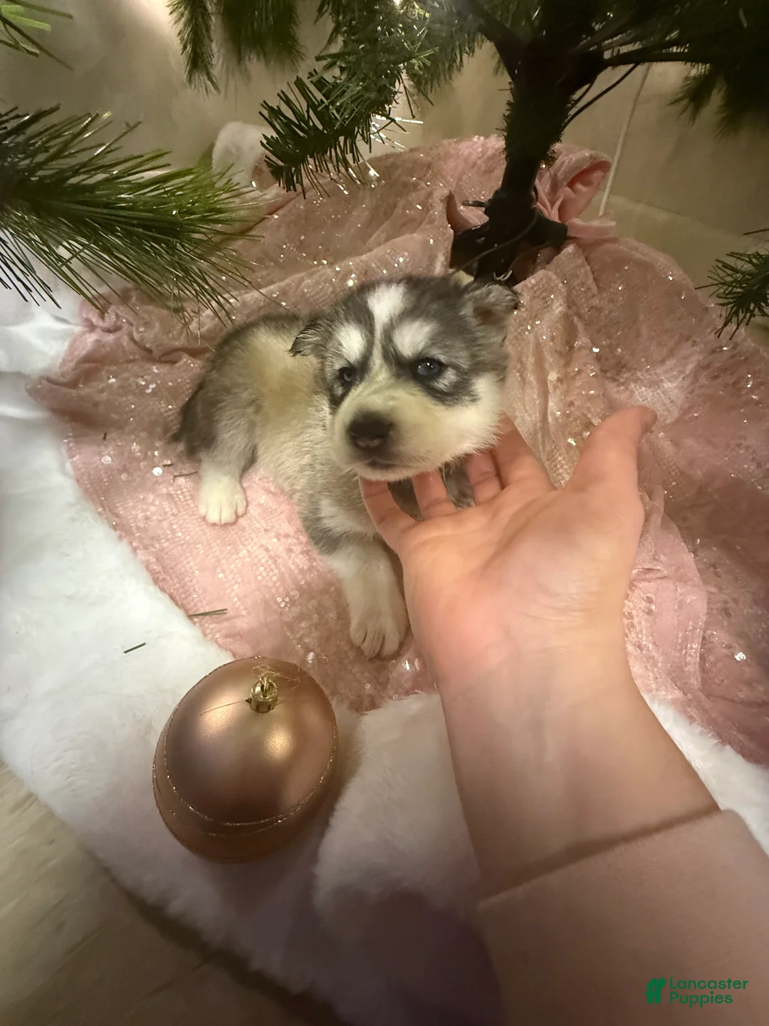 Siberian Husky dogs for sale: Finn - Ad 2